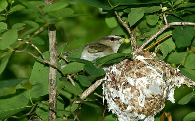 ...Red-eyed Vireo...