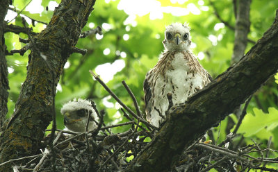 ...young Coopers...