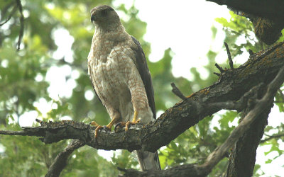 Coopers Hawk