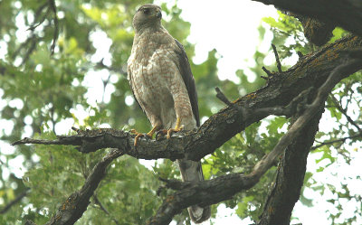 Coopers Hawk