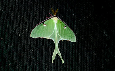 ...Luna Moth...