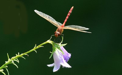 Saffron-winged meadowhawk