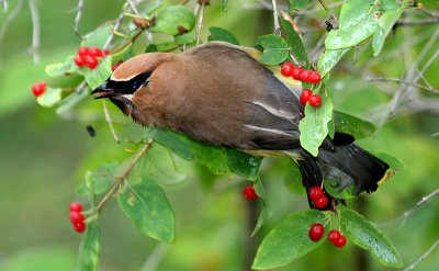 ...Cedar Waxwing...