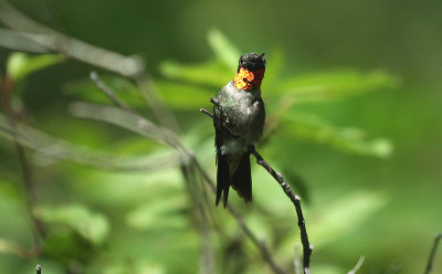 Ruby-throated Hummingbird (Male)