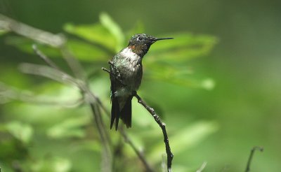 Ruby-throated Hummingbird (Male)