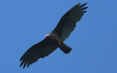 ...Turkey Vultures...