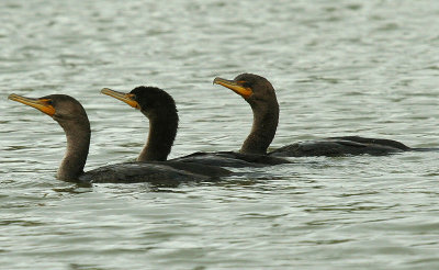 ...Cormorants...