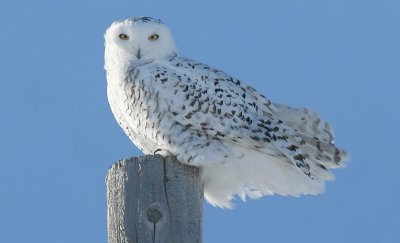 Female Snowy Owl