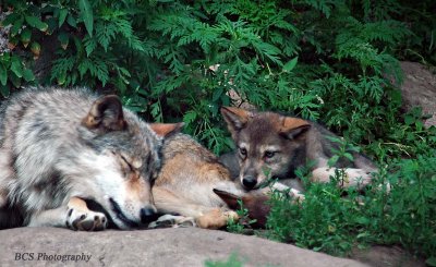 Nap Time