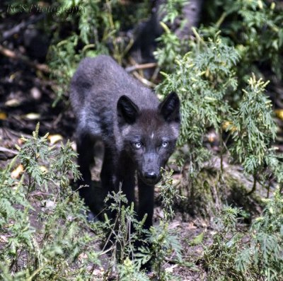 Wolf Pup