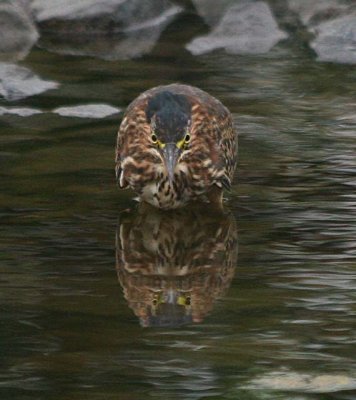 Green Heron 103