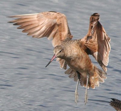 Marbled Godwit 161