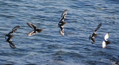 Black Turnstone 163