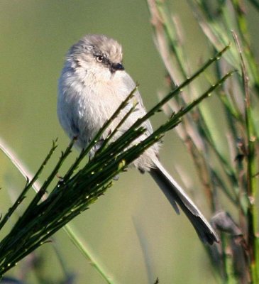 Bushtit 332