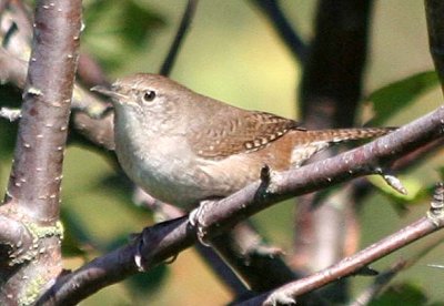 House Wren 340