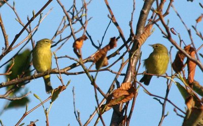 Orange-crowned Warbler 373