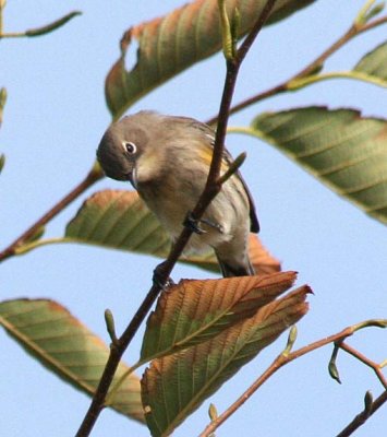 Yellow-rumped Warbler 381