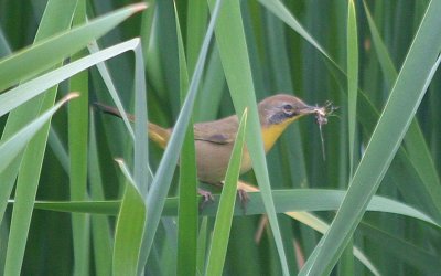 Common Yellowthroat 397