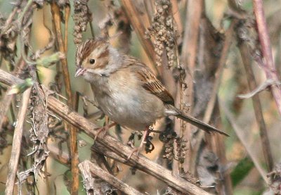 Clay-colored Sparrow 407