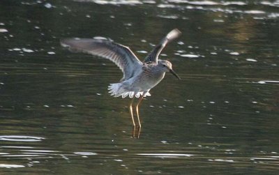 Stilt Sandpiper 178