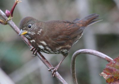 Sooty Fox Sparrow  418