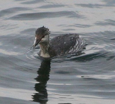 Horned Grebe swallowing Herrring 66