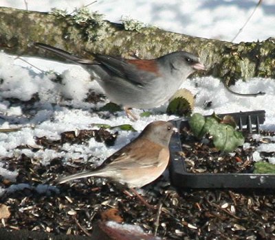 Gray-headed Dark-eyed Junco w/ Oregon  426