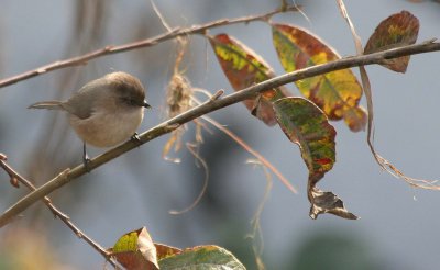 Bushtit 332