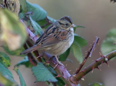 Swamp Sparrow 421