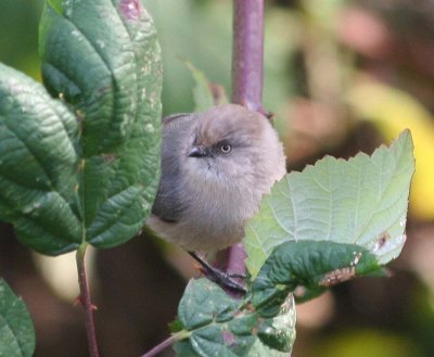 Bushtit 332