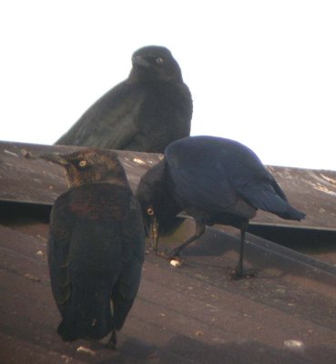 Rusty Blackbird male  442