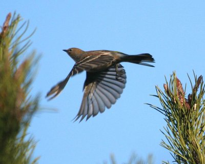Yellow-rumped Warbler 381