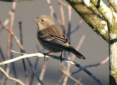Yellow-rumped Warbler 381