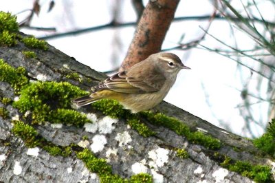 Palm Warbler  388