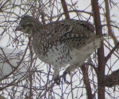 Sharp-tailed Grouse    55