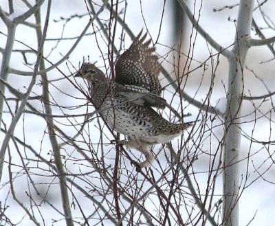 Sharp-tailed Grouse    55