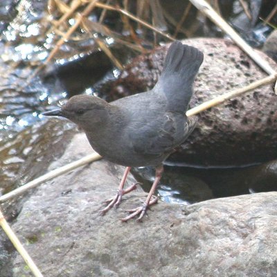 American Dipper 343