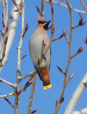 Bohemian Waxwing  368