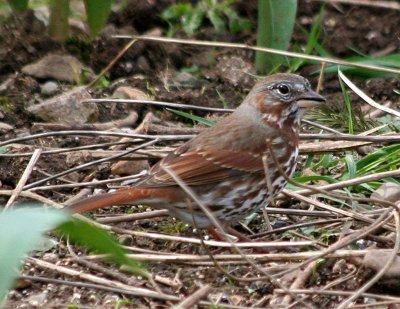 Red Fox Sparrow 418