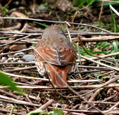 Red Fox Sparrow 418