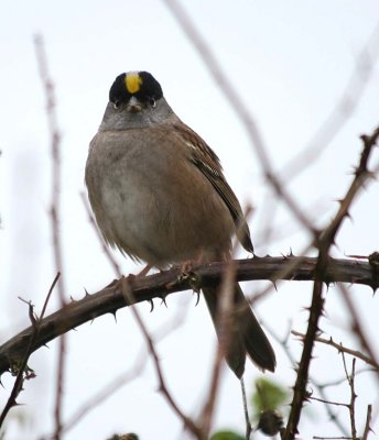Golden-crowned Sparrow  425