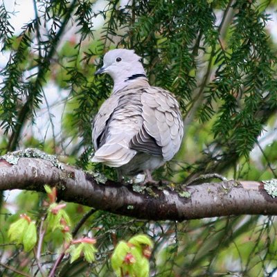 Eurasian Collared-Dove   237