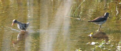 Spotted Sandpiper 153 and Solitary Sandpiper