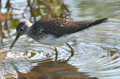 Solitary Sandpiper 149