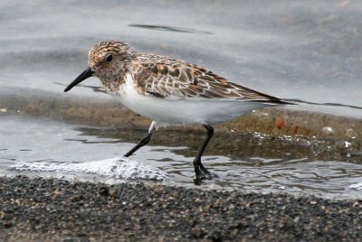 Sanderling 166