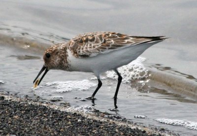 Sanderling 166