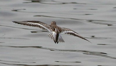 Sanderling 166