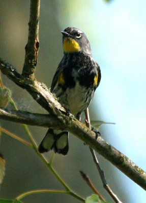 Yellow-rumped Warbler (Audubon's)   381