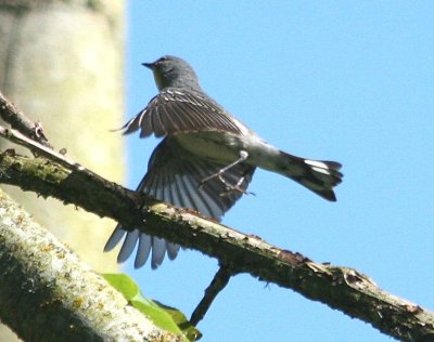 Yellow-rumped Warbler (Audubon's)   381