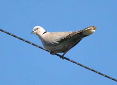 Eurasian Collared-Dove   237